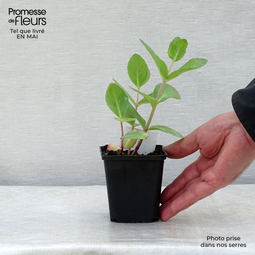 Sedum Matrona Maceta de 8/9 cm Ejemplar entregado en la primavera