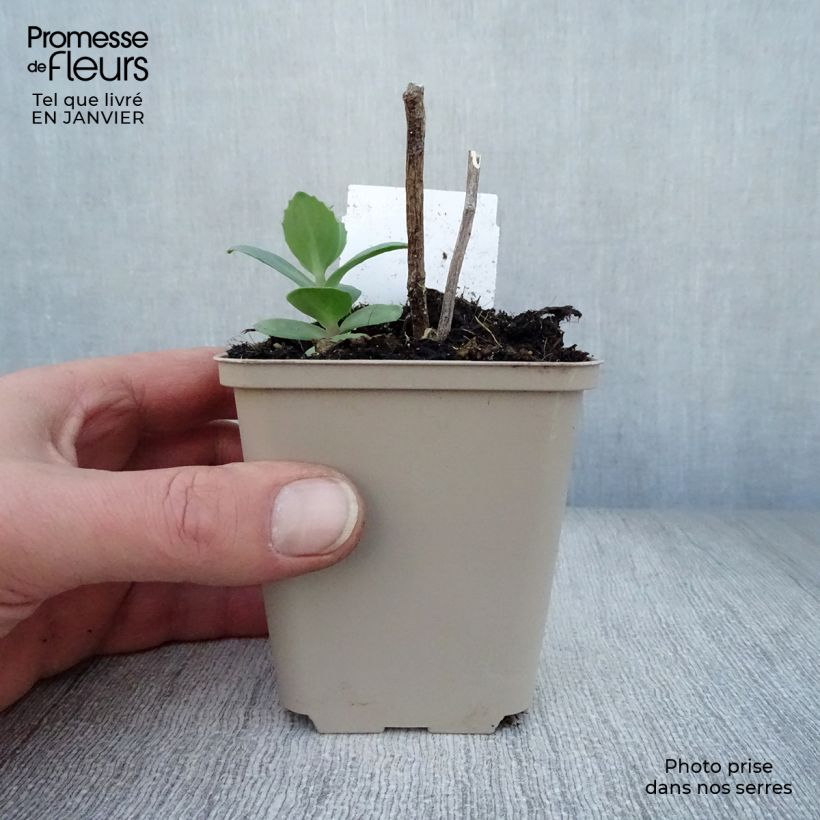 Spécimen de Sédum Matrona - Orpin Godet de 8/9 cm tel que livré en hiver