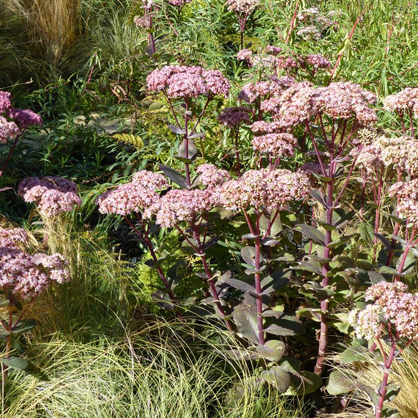 Sedum Matrona (Hábito)