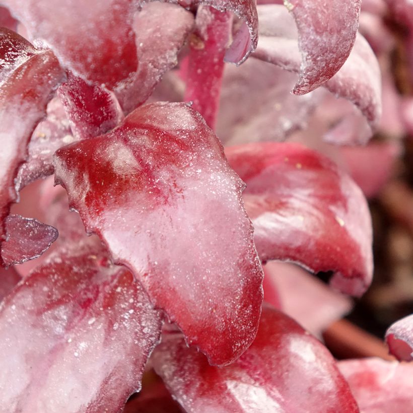 Sedum Mojave Jewels Diamond - Orpin d'automne (Feuillage)