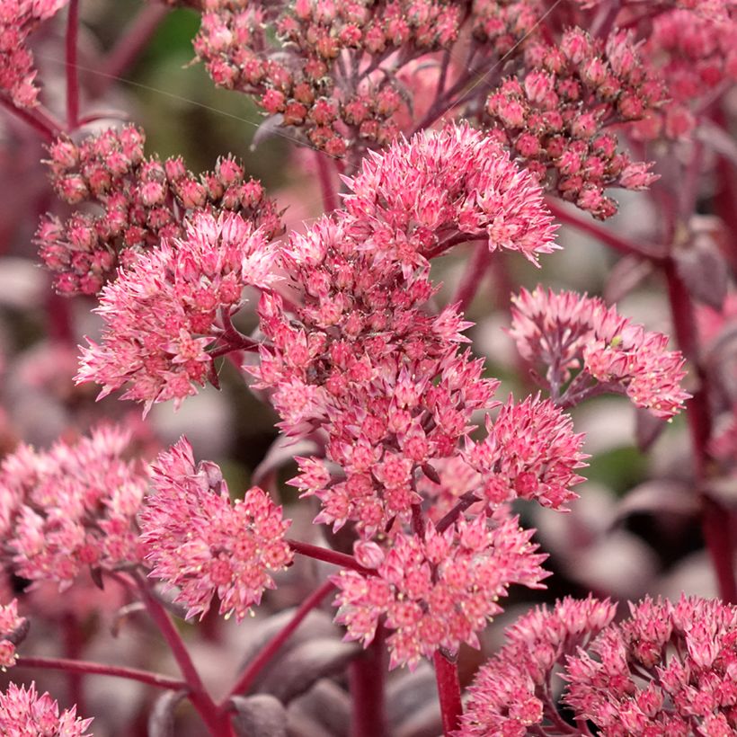 Sedum Mojave Jewels Diamond - Orpin d'automne (Floraison)