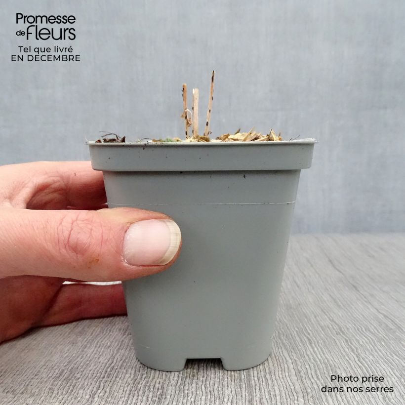 Spécimen de Sedum Mr Goodbud - Orpin d'automne Godet de 8/9 cm tel que livré en hiver