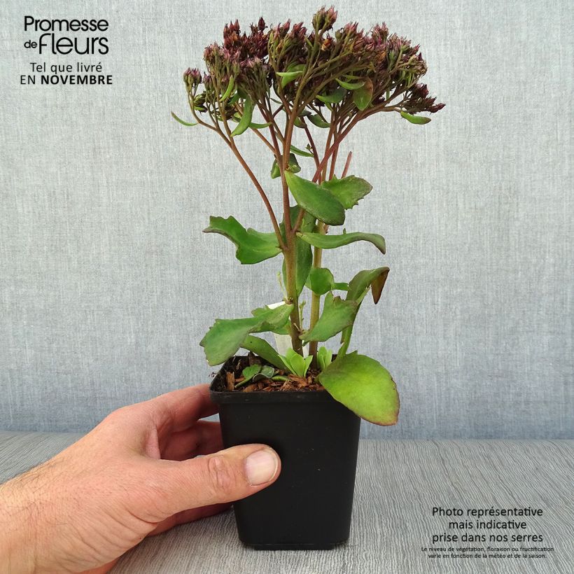 Spécimen de Sedum Mr Goodbud - Orpin d'automne Godet de 8/9 cm tel que livré en automne