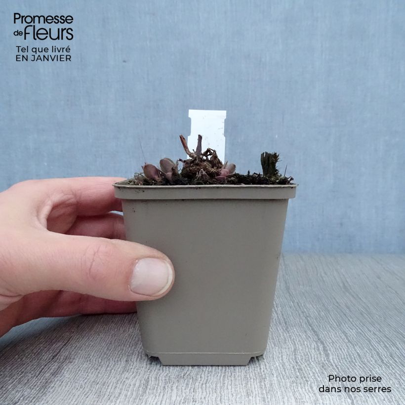 Spécimen de Sedum Purple Emperor - Orpin Godet de 8/9 cm tel que livré en hiver