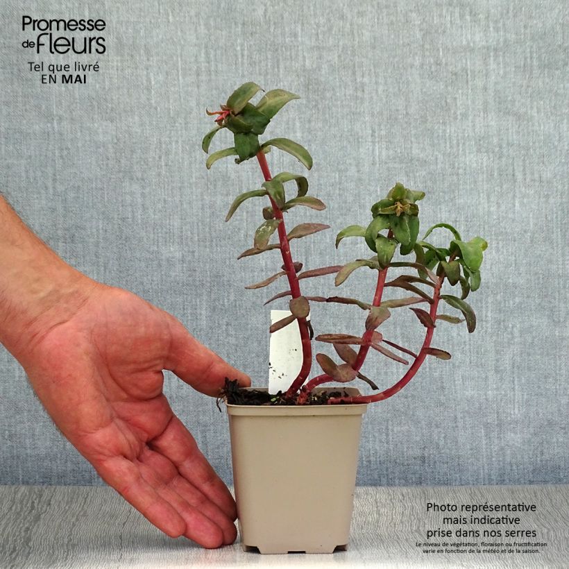 Spécimen de Sedum Purple Emperor - Orpin Godet de 8/9 cm tel que livré au printemps
