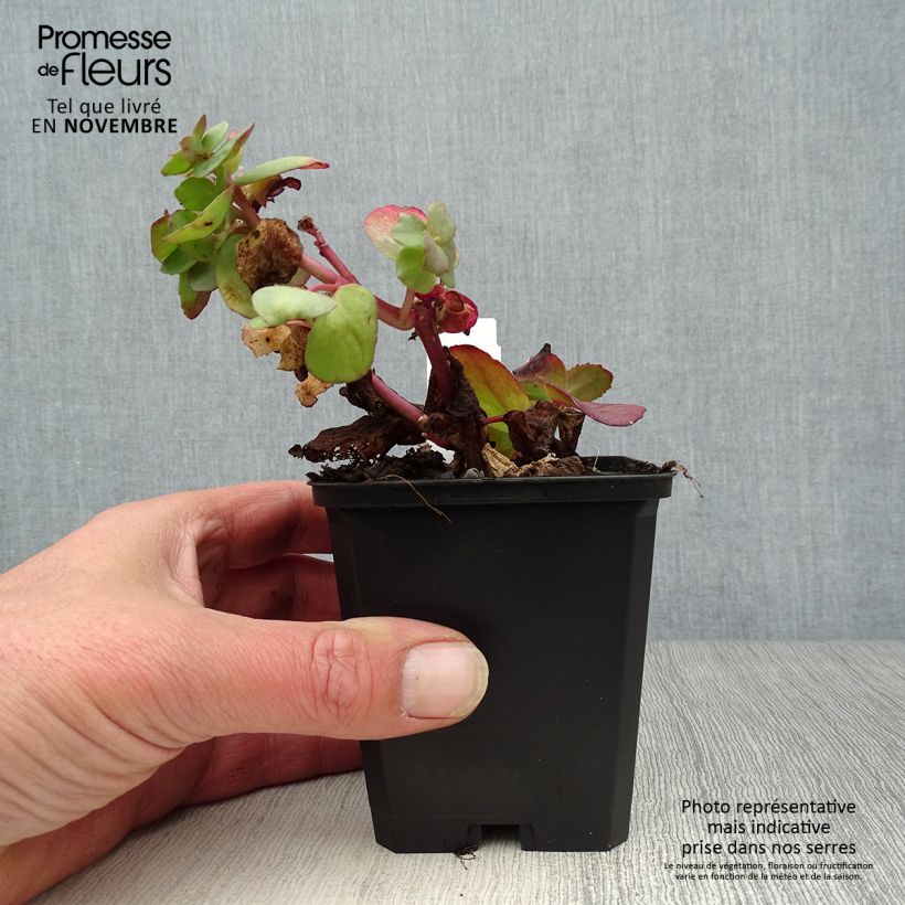 Spécimen de Sedum Red Cauli - Orpin Godet de 8/9 cm tel que livré en automne