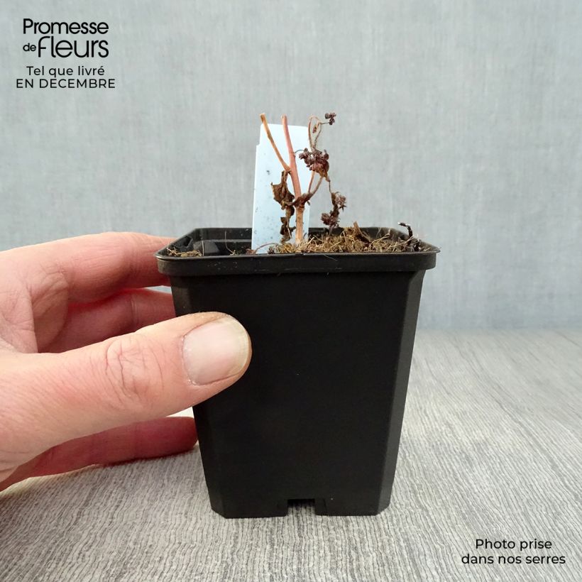 Spécimen de Sedum Red Cauli - Orpin Godet de 8/9 cm tel que livré en hiver