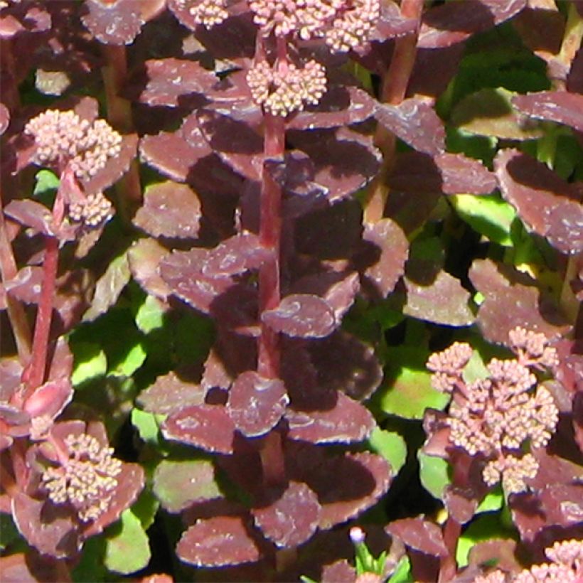 Sedum Stewed Rhubarb Mountain - Orpin d'Automne (Feuillage)
