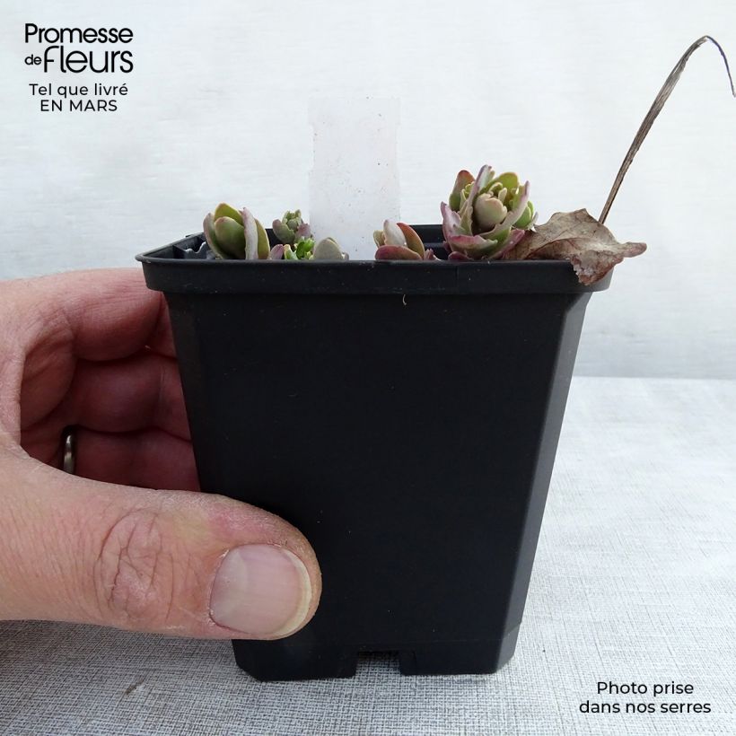 Sedum Strawberry and Cream - Stonecrop 8/9 cm pot sample as delivered in spring