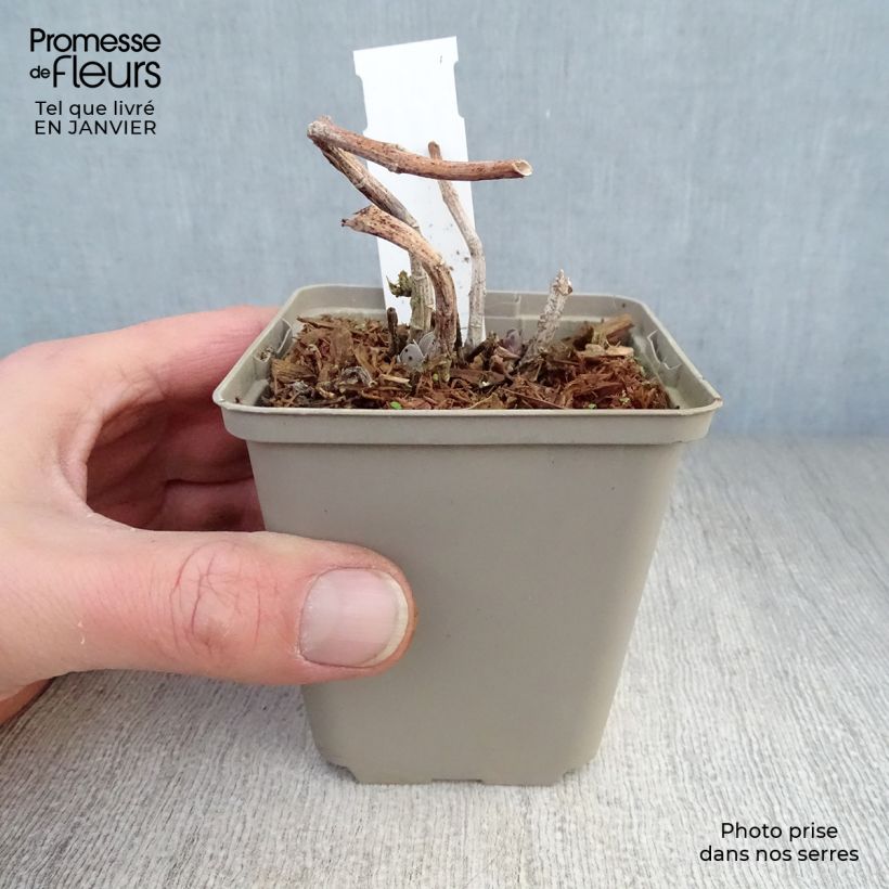 Spécimen de Sedum Sunkissed Godet de 8/9 cm tel que livré en hiver