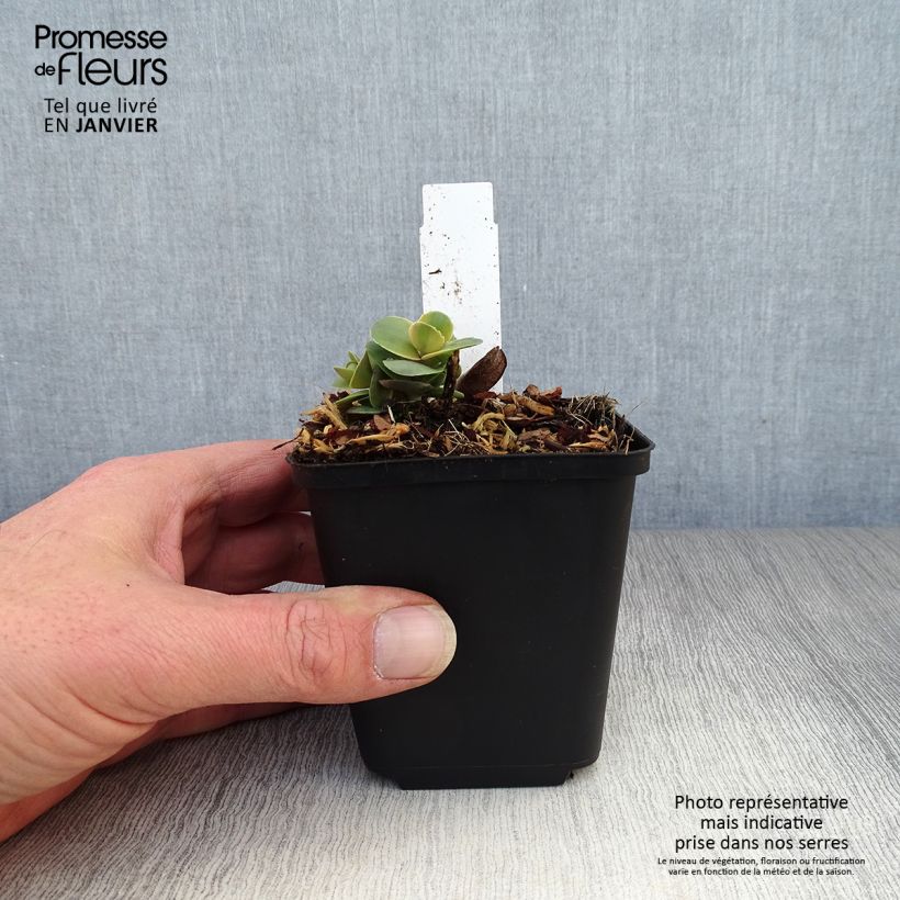 Spécimen de Sedum Sunsparkler Blue Pearl - Orpin Godet de 8/9 cm tel que livré en hiver