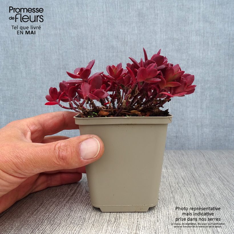 Spécimen de Sedum Sunsparkler Cherry Tart Godet de 8/9 cm tel que livré au printemps