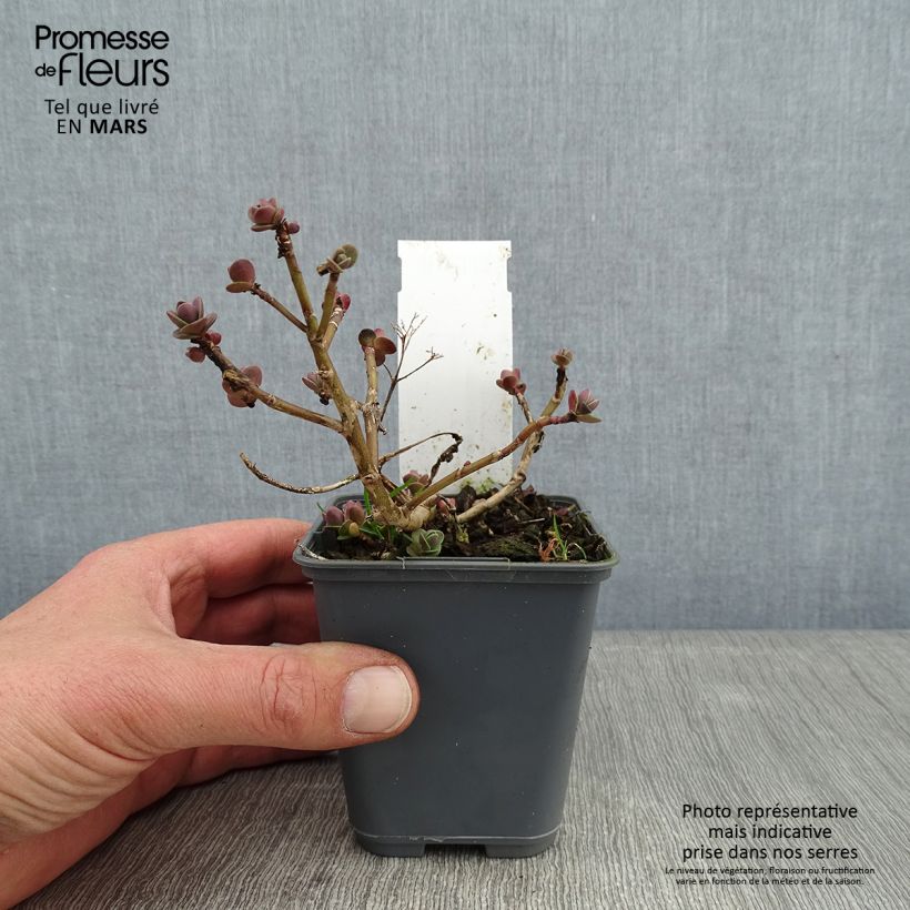 Spécimen de Sedum Sunsparkler Cherry Tart Godet de 8/9 cm tel que livré en hiver
