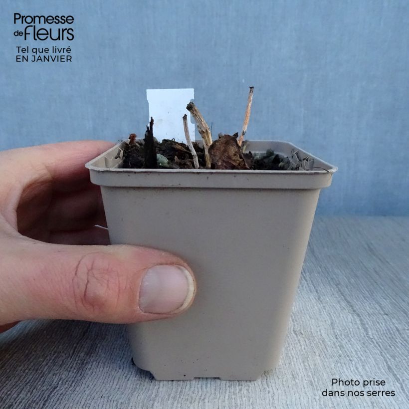 Spécimen de Sedum Sunsparkler Dazzleberry - Orpin bleu Godet de 8/9 cm tel que livré en hiver