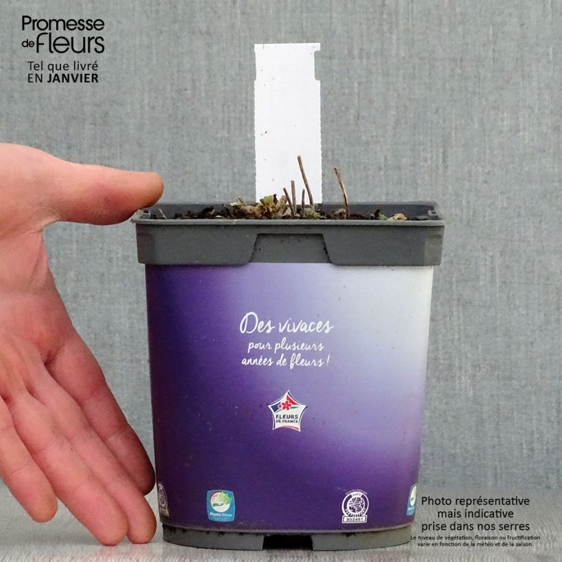 Spécimen de Sedum Sunsparkler Dazzleberry - Orpin bleu Pot de 2L/3L tel que livré en hiver