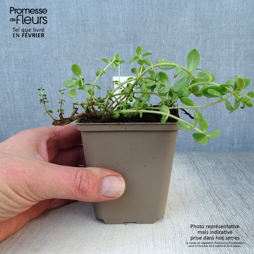 Spécimen de Sedum Sunsparkler Firecracker - Orpin  Godet de 8/9 cm tel que livré en hiver