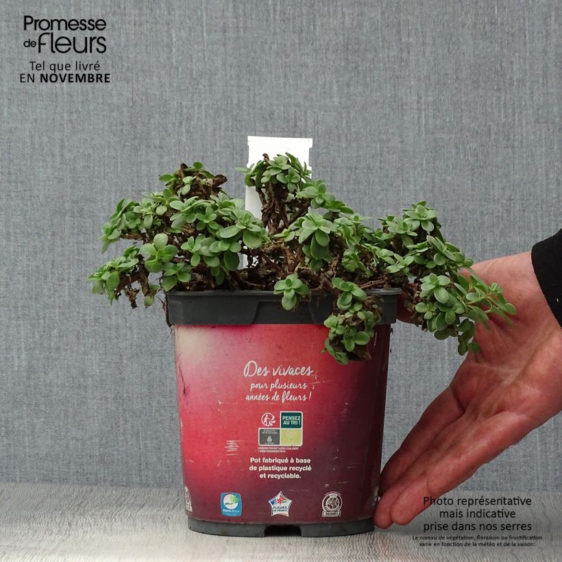 Spécimen de Sedum Sunsparkler Firecracker - Orpin  Pot de 1,5L/2L tel que livré en automne