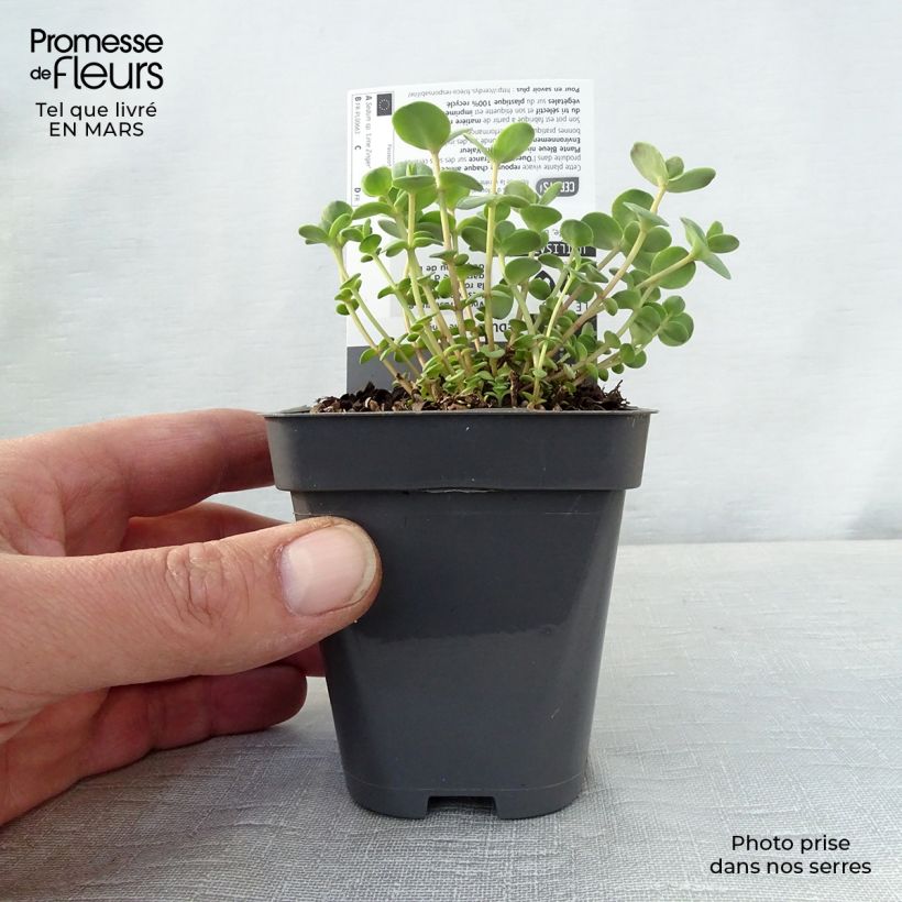 Amostra de Sedum Sunsparkler Lime Zinger Vaso de 8/9 cm tal como entregue na primavera