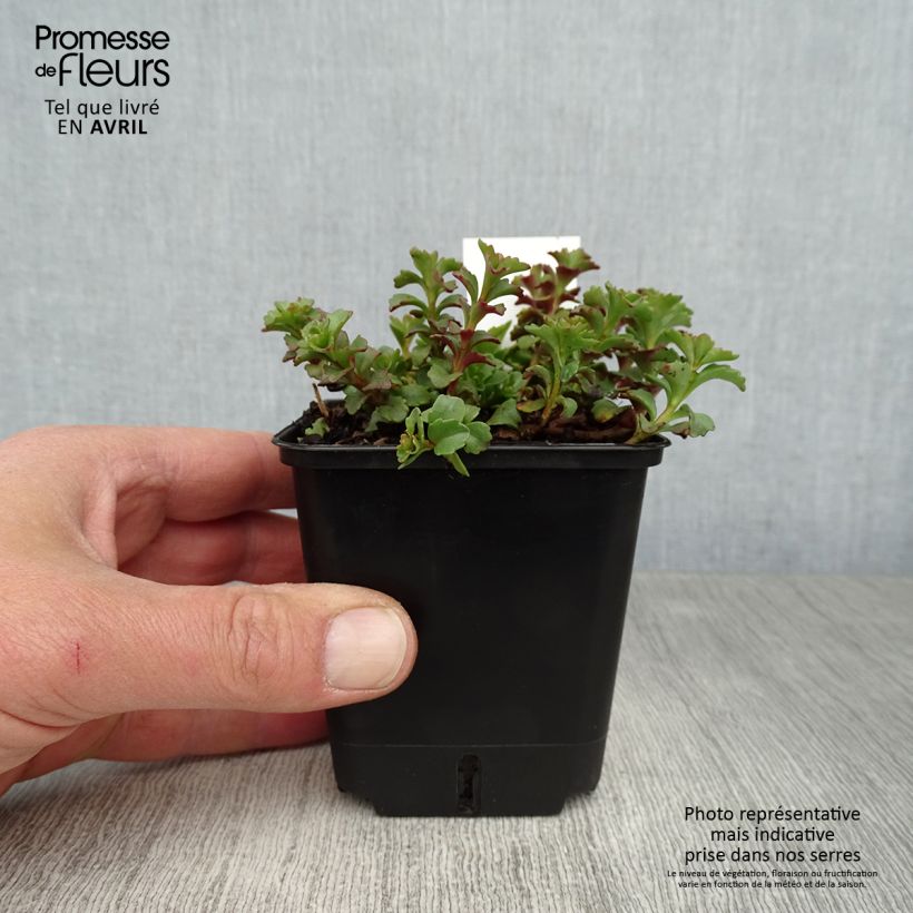Spécimen de Sedum Weihenstephaner Gold - Orpin jaune Godet de 8/9 cm tel que livré au printemps