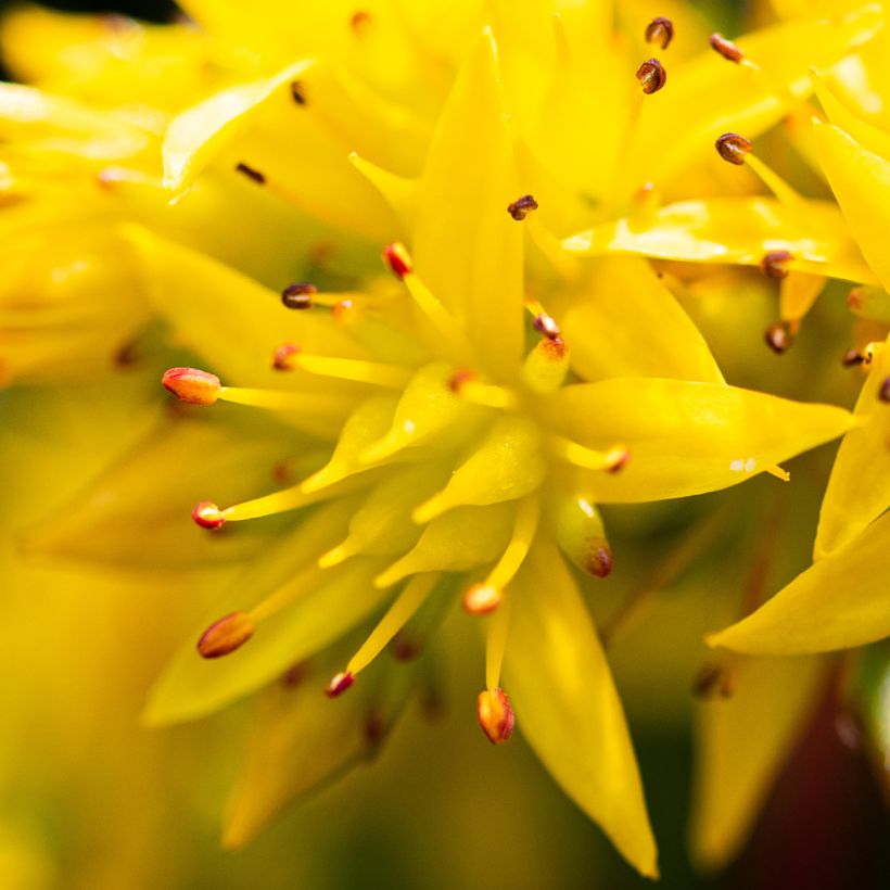 Sedum Weihenstephaner Gold - Orpin jaune (Floraison)