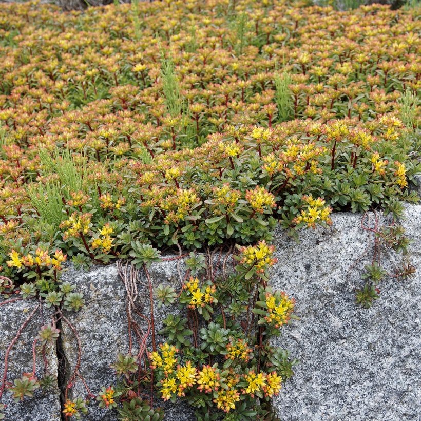 Sedum Weihenstephaner Gold - Orpin jaune (Port)