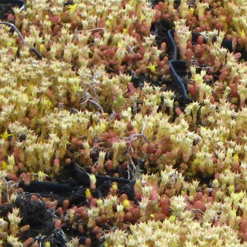 Sedum acre Yellow Queen (Folhagem)