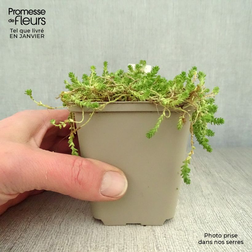 Spécimen de Sedum acre Yellow Queen - Orpin jaune Godet de 8/9 cm tel que livré en hiver