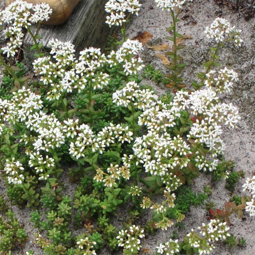 Sedum album Coral Carpet - Orpin blanc (Port)