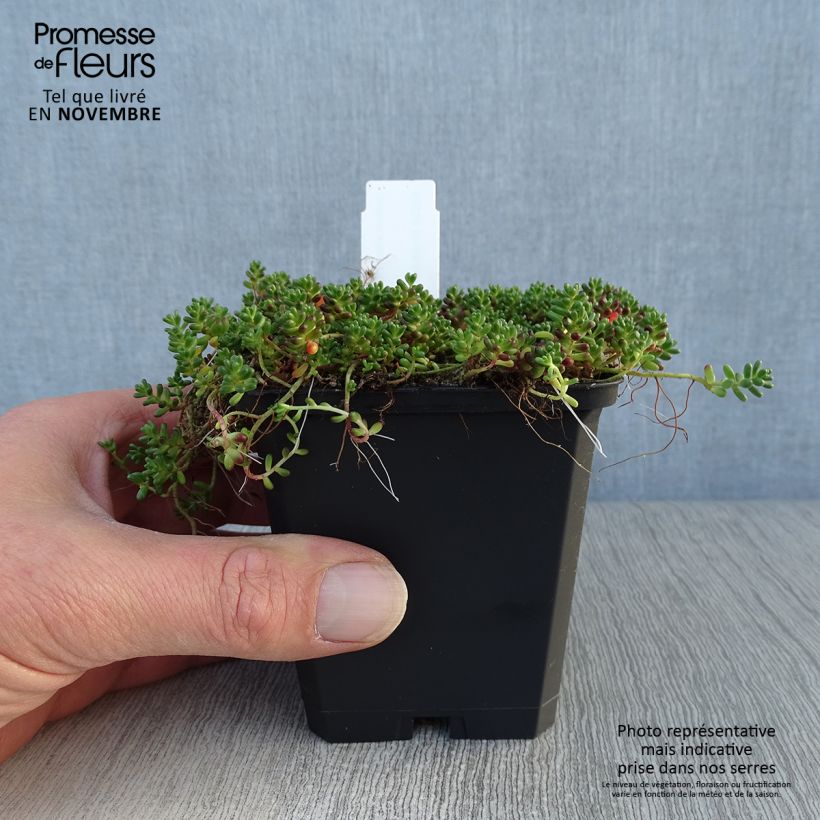 Spécimen de Sedum album Coral Carpet - Orpin blanc Godet de 8/9 cm tel que livré en automne