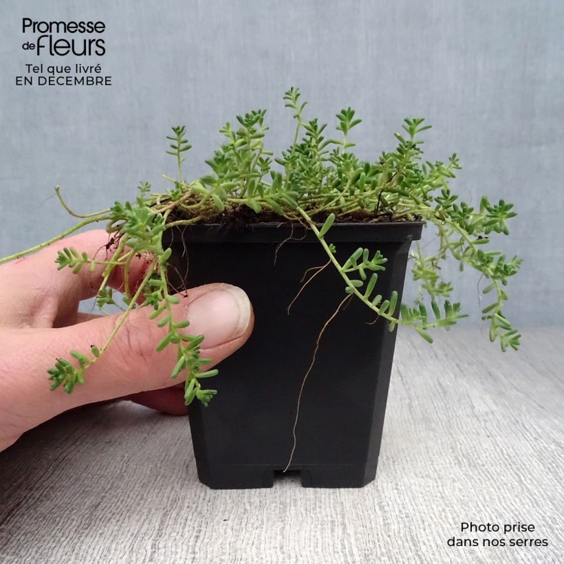 Spécimen de Sedum album Coral Carpet - Orpin blanc Godet de 8/9 cm tel que livré en hiver