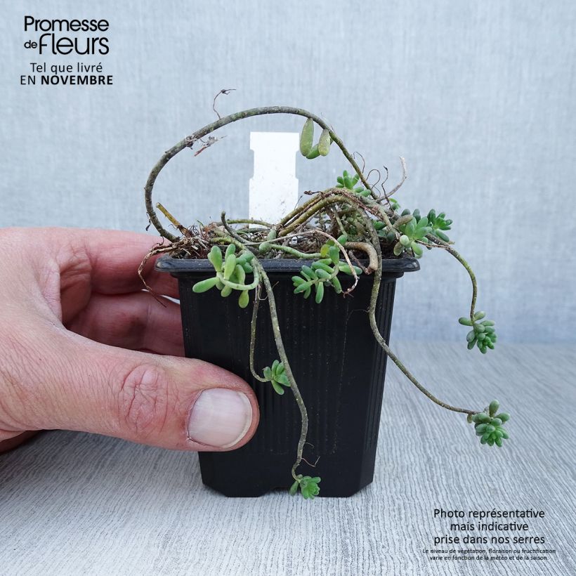 Spécimen de Sedum album Murale - Orpin blanc Godet de 8/9 cm tel que livré en automne