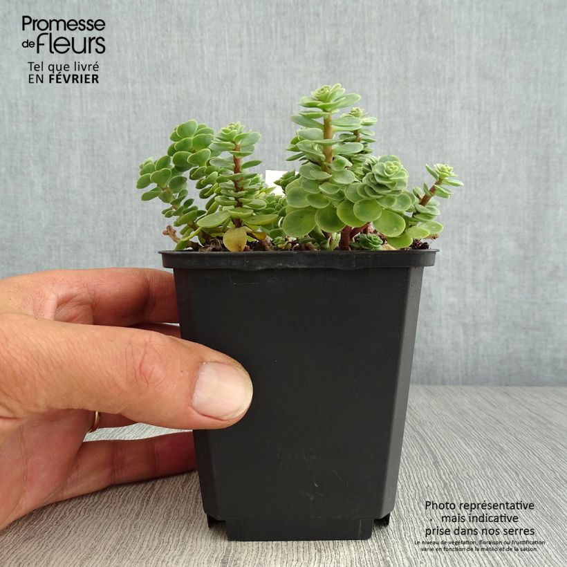 Spécimen de Sedum anacampseros - Orpin des infidèles Godet de 8/9 cm tel que livré en automne