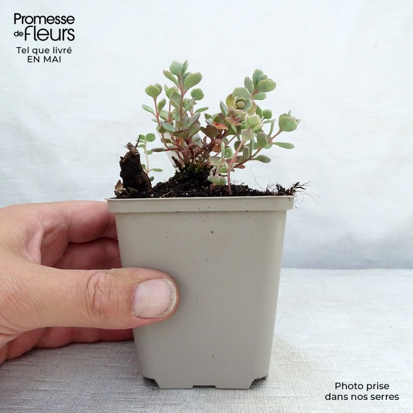 Spécimen de Sedum cauticola Lidakense - Orpin Godet de 8/9 cm tel que livré au printemps