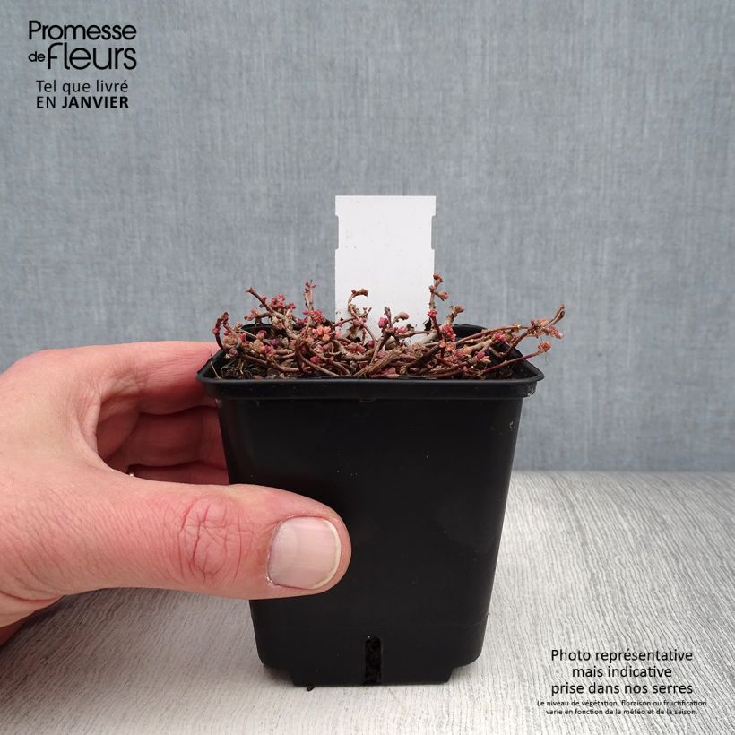 Spécimen de Sedum cauticola Robustum - Orpin Godet de 8/9 cm tel que livré en hiver