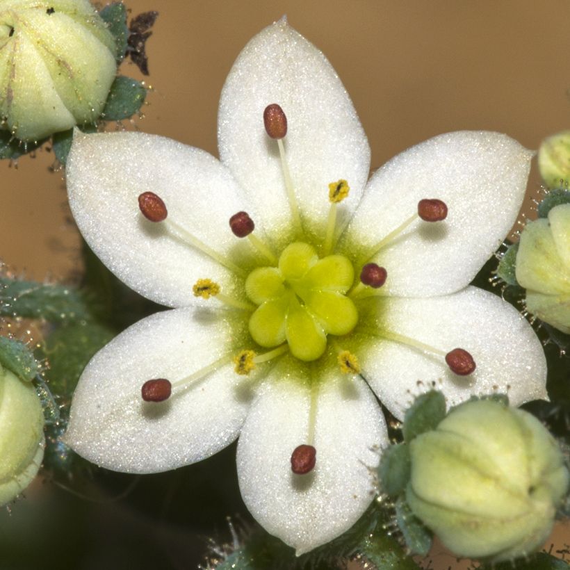 Sedum dasyphyllum - Orpin à feuilles épaisses (Floraison)