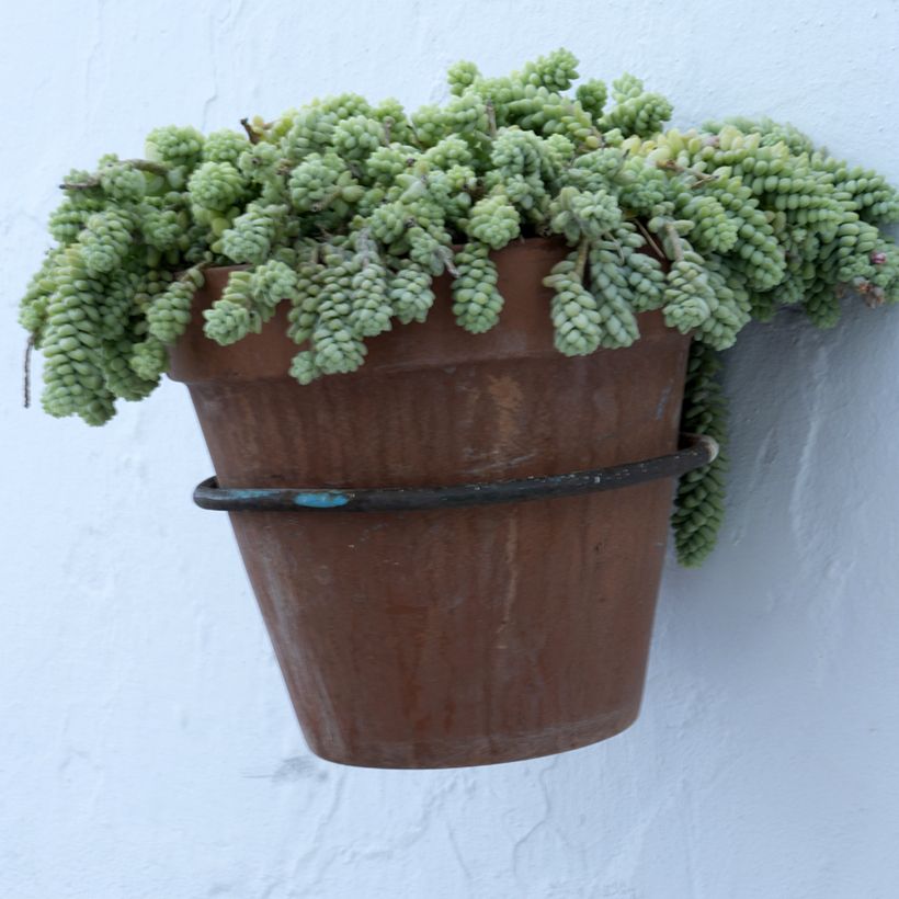 Sedum dasyphyllum - Orpin à feuilles épaisses (Port)