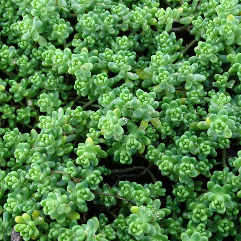 Sedum divergens - Orpin étalé ou divergent (Feuillage)