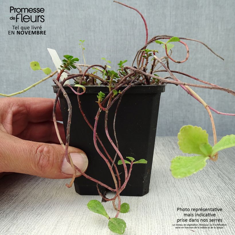Spécimen de Sedum kamtschaticum - Orpin du Kamtchatka Godet de 8/9 cm tel que livré en automne