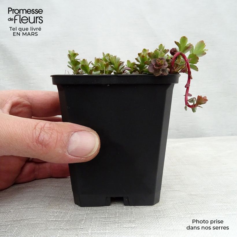 Spécimen de Sedum kamtschaticum - Orpin du Kamtchatka Godet de 8/9 cm tel que livré en hiver