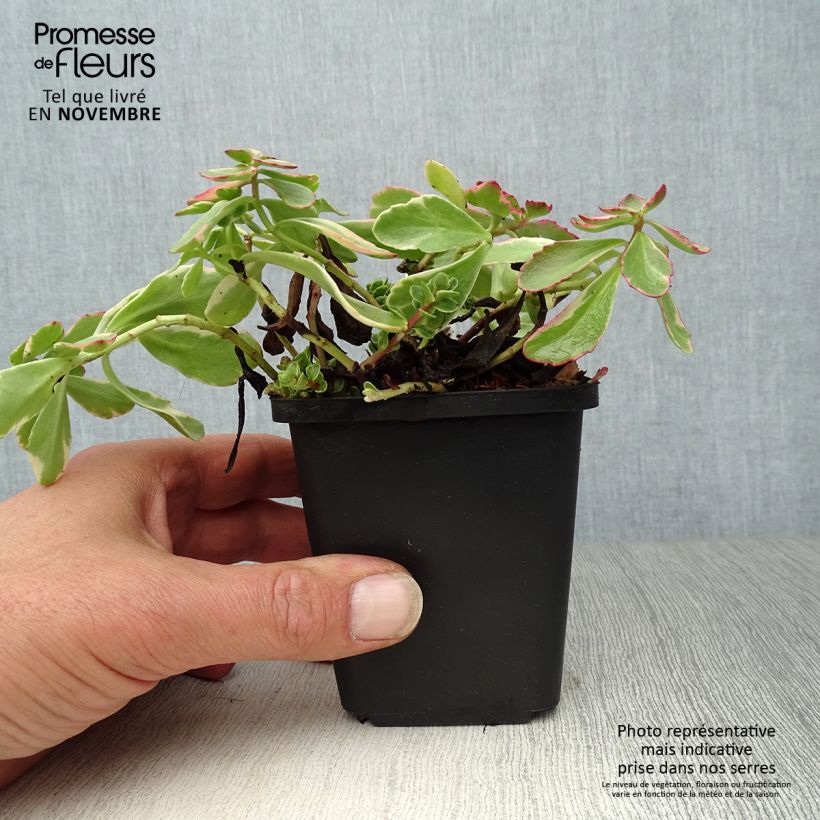 Spécimen de Orpin du Kamtchatka - Sedum kamtschaticum Variegatum Godet de 8/9 cm tel que livré en automne