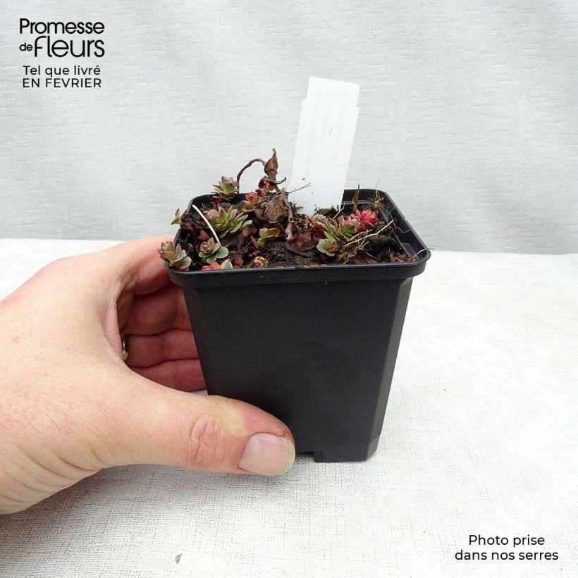 Spécimen de Orpin du Kamtchatka - Sedum kamtschaticum Variegatum Godet de 8/9 cm tel que livré en hiver
