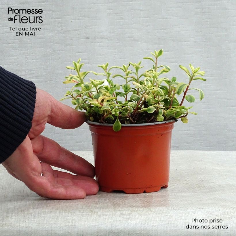 Spécimen de Orpin du Kamtchatka - Sedum kamtschaticum Variegatum Godet de 8/9 cm tel que livré au printemps