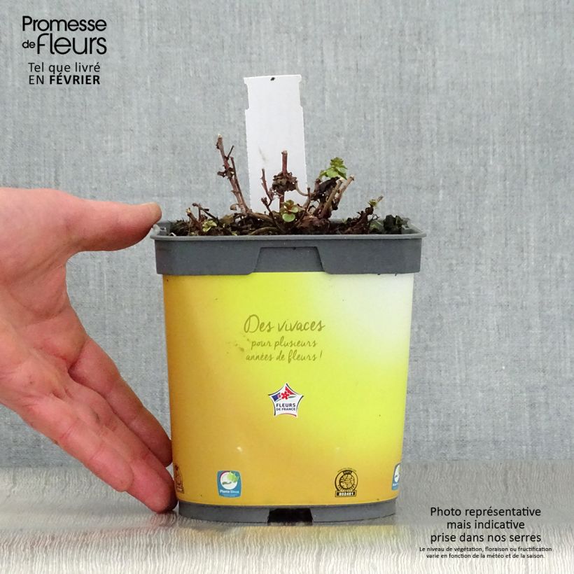 Spécimen de Orpin du Kamtchatka - Sedum kamtschaticum Variegatum Pot de 2L/3L tel que livré en hiver