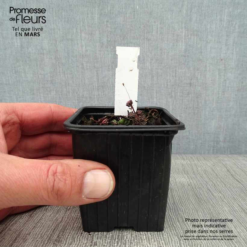 Spécimen de Sedum lydium Glaucum (Sedum hispanicum) - Orpin Godet de 8/9 cm tel que livré en hiver