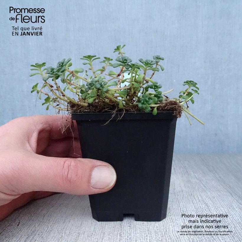 Spécimen de Sedum oreganum - Orpin de l'Orégon Godet de 8/9 cm tel que livré en hiver