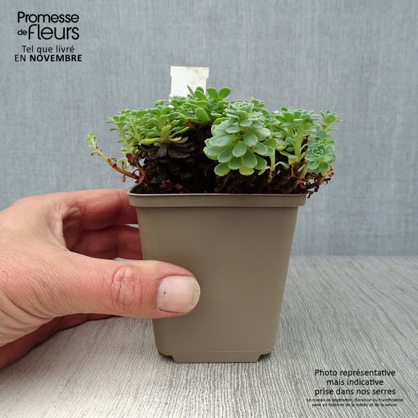 Spécimen de Sedum pachyclados - Orpin pachyclados Godet de 8/9 cm tel que livré en automne