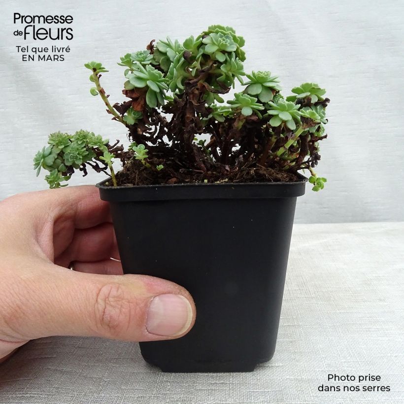 Spécimen de Sedum pachyclados - Orpin pachyclados Godet de 8/9 cm tel que livré en hiver