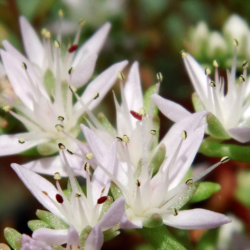 Sedum pulchellum - Orpin (Floraison)