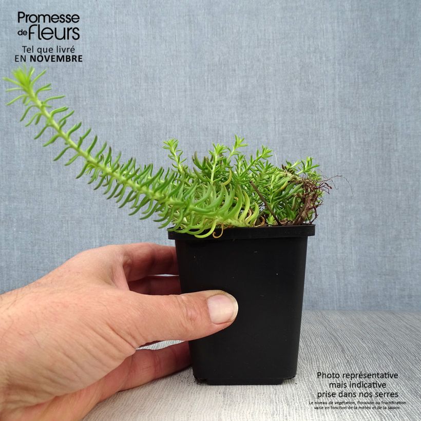 Spécimen de Sedum reflexum Angelina - Orpin Godet de 8/9 cm tel que livré en automne