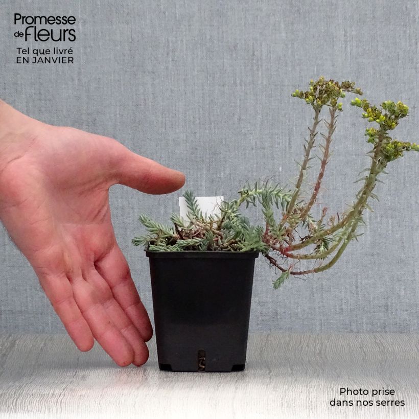Spécimen de Sedum reflexum Blue Spruce Godet de 8/9 cm tel que livré en hiver
